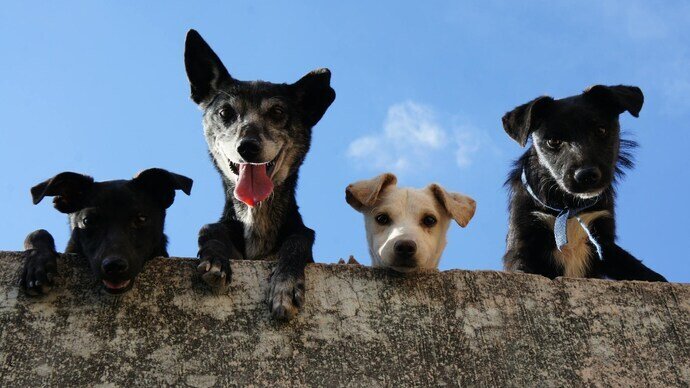 Happy dog playing