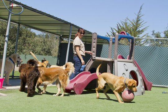 Happy dog playing