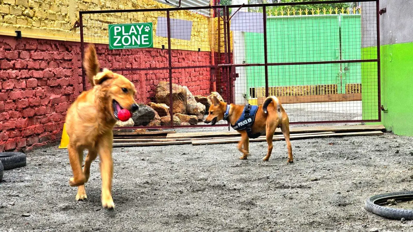 Happy dog playing