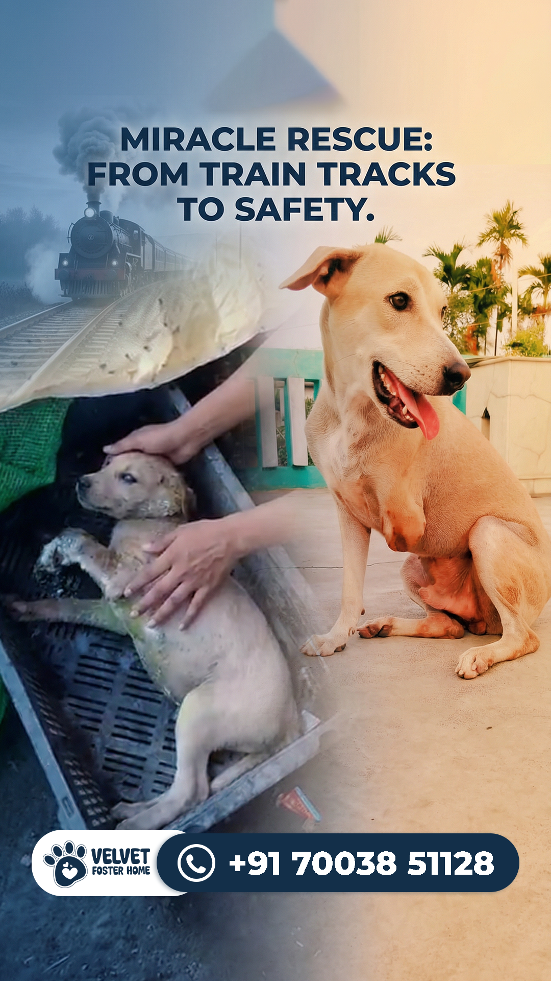 Happy pet parent reunion