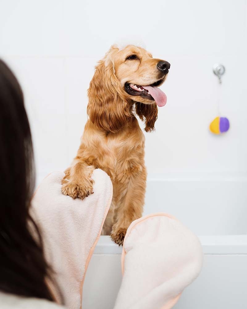 lovely-woman-taking-care-of-her-dog-at-home