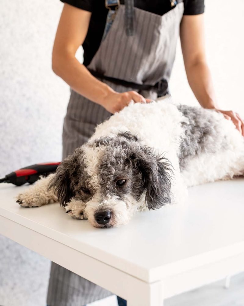 pet-care-concept-young-blond-woman-grooming-her