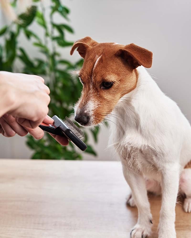 woman-brushing-dog-owner-combing-jack-russell-ter